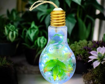 Hanging Lightbulb Terrarium