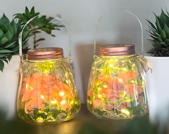 Set of Glass Terrariums