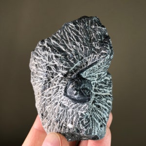 May include: A black fossilised trilobite embedded in a grey rock with a white veined pattern.
