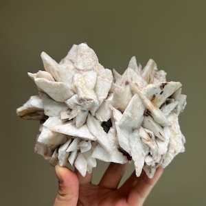 May include: A cluster of white and tan selenite crystals, resembling a flower or starburst. The crystals have sharp, pointed edges and a layered appearance, with some areas showing brown inclusions. The mineral formation is held in a hand against a neutral background.