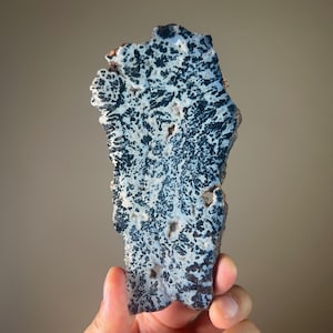 May include: A polished, irregularly shaped stone slab with a striking pattern of black dendritic inclusions against a white background. The edges are a mix of brown and white. The stone is held up by a hand.