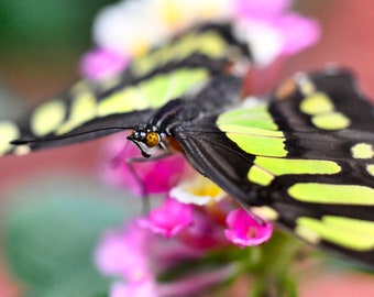 Butterfly Photo, Macro Photography, Nature Print, "Emerald Wings", Fine Art Photography, Mackinaw Island Butterfly House