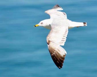 Bird Photo, Wildlife Photography, Mackinac Island, Michigan, Nature Print, Wildlife Panorama, "Sea Gull in Flight", Fine Art Photography