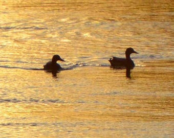 Bird Photo, Wildlife Photography, Red Cedar River, Michigan, Nature Print, Wildlife Panorama, "Sunset Ducks", Fine Art Photography