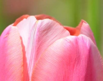 Flower Photo, Tulip Print, Mackinac Island, Michigan, Macro Photography, Nature Print, "Pink Tulip on Green", Fine Art Photography