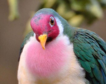 Bird Photo, Wildlife Photography, Potter Park Zoo, Michigan, Nature Print, Telephoto Shot, "Jambu Fruit Dove", Fine Art Photography