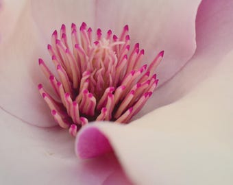 Flower Photo, Macro Photo, Michigan, Spring Flowers, Landscape Photography, Nature Print, "Heart of the Flower", Fine Art Photography