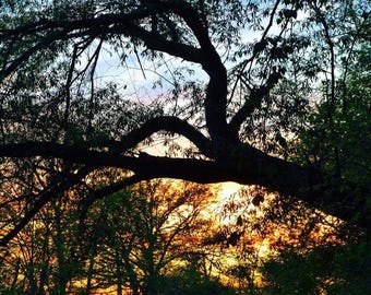 Impression Photo abstraite de la nature, Photo coucher de soleil, la Nature, « Branches de Sun & Sky », Fine Art Photography, photographie de paysage, Silhouette