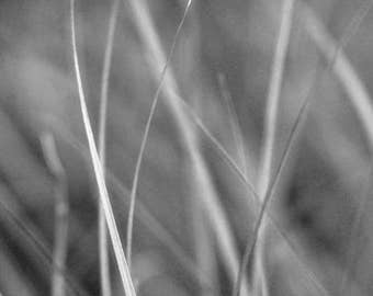 Nature Abstract Photo, Grass Photo, Nature Print, Landscape Photography, "Grass Abstract Number Two", Fine Art Photography, Macro Photograph