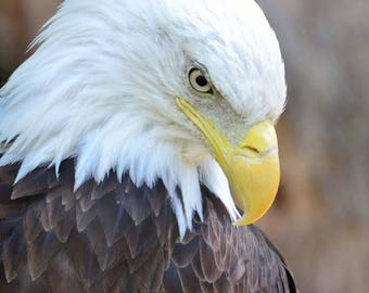 Bird Photo, Wildlife Photography, Potter Park Zoo, Michigan, Nature Print, "Portrait of an Eagle", Fine Art Photography, Telephoto Shot