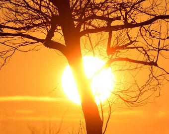 Sunset Photo, Michigan State University, Michigan, Landscape Photography, Nature Print, "Sunset Tree", Fine Art Photography, Silhouette