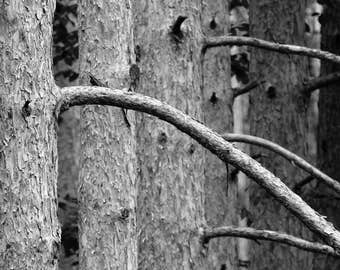 Forest Photo, Sleeping Bear Lakeshore, Michigan, Landscape Photography, Nature Print, "Pine Trunks", Fine Art Photography, Black and White