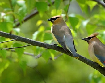 Bird Photo, Wildlife Photography, Michigan, Nature Print, "Cedar Waxwing Pair", Fine Art Photography