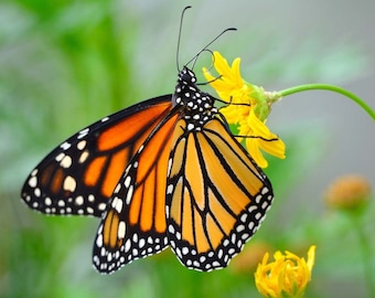 Butterfly Photo, Macro Photography, Wildlife Photo, Nature Print, "Pristine Wings", Fine Art Photography