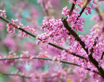 Flower Photo, Pink Flowers, Michigan State University, Landscape Photography, Nature Print, "Spring Buds on Aqua", Fine Art Photography
