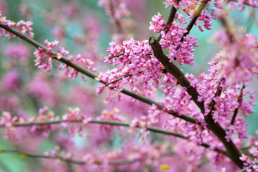 Flower Photo, Pink Flowers, Michigan State University, Landscape