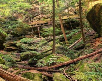 Forest Photo, Hocking Hills, Ohio, Conkle's Hollow, Landscape Photography, Nature Print, "Dry Paradise", Fine Art Photography