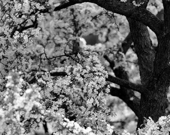 Tree Photo, Black and White, Michigan State University, Landscape Photography, Nature Print, "Arms of Spring", Fine Art Photography