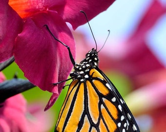 Butterfly Photo, Macro Photography, Wildlife Photo, Nature Print, "Monarch on Flower", Fine Art Photography