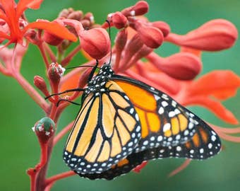 Butterfly Photo, Macro Photography, Wildlife Photo, Nature Print, "Monarch on Red and Green", Fine Art Photography