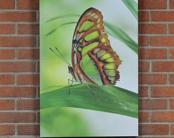 Canvas Gallery Wrap, Butterfly Photo, Macro Photography, Nature Print, "Bamboo Page on Leaf", Fine Art Photography