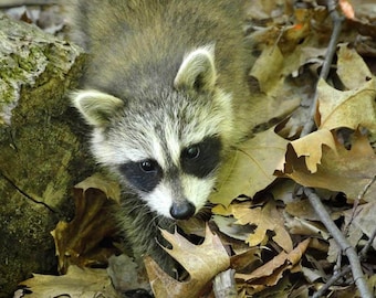 Animal Photo, Wildlife Photography, Sleeping Bear Lakeshore, Michigan, Nature Print, "Portrait of a Raccoon", Fine Art Photography