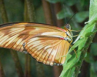 Butterfly Photo, Macro Photography, Wildlife Photo, Nature Print, "Primaeval Butterfly", Fine Art Photography