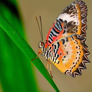 Butterfly Photo, Macro Photography, Wildlife Photo, Nature Print, Exotic Butterfly, Fine Art Photography image 1