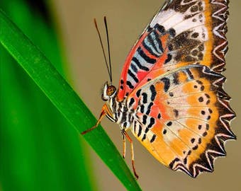 Butterfly Photo, Macro Photography, Wildlife Photo, Nature Print, "Exotic Butterfly", Fine Art Photography