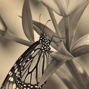 Photo papillon, Macro Photographie, Photo nature, impression de la Nature, Papillon monarque dans des tons chauds, Fine Art Photography, Monochrome, sépia image 1