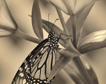 Butterfly Photo, Macro Photography, Wildlife Photo, Nature Print, "Monarch Butterfly in Warm Tones", Fine Art Photography, Monochrome, Sepia