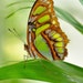 see more listings in the Butterfly Prints section