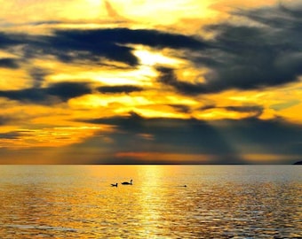 Sunset Photo, Lake Michigan, Landscape Photography, Wildlife Photo, Nature Print, "Sunset Swans", Fine Art Photography