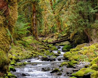 Regenwoud gloed, bosfoto, rivierfoto, Staircase Rapids Trail, Olympic National Park, landschapsfotografie, beeldende kunstfotografie