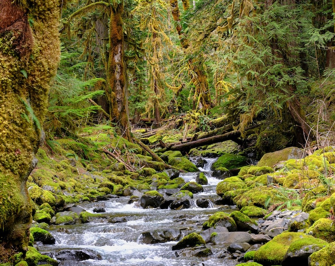 Featured listing image: Rainforest Glow, Forest Photo, River Photo, Staircase Rapids Trail, Olympic National Park, Landscape Photography, Fine Art Photography