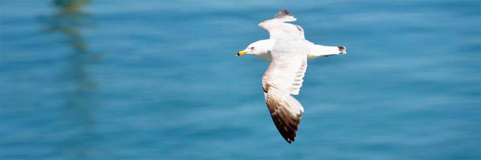 Bird Photo, Wildlife Photography, Mackinac Island, Michigan, Nature