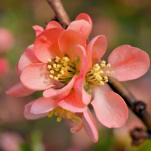 Flower Photo, Pink Flowers, Michigan State University, Landscape Photography, Nature Print, Radiant, Fine Art Photography, Macro Photo image 1