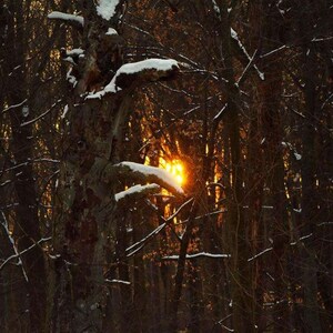 Forest Photo, Sanford Natural Area, Michigan, Landscape Photography, Nature Print, Glow Through the Trees Winter, Fine Art Photography image 1