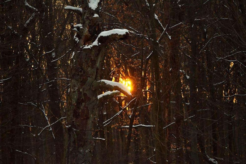 Forest Photo, Sanford Natural Area, Michigan, Landscape Photography, Nature Print, Glow Through the Trees Winter, Fine Art Photography image 1