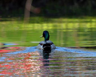 Bird Photo, Wildlife Photography, Red Cedar River, Michigan, Nature Print, "Wake of Reflection", Fine Art Photography,