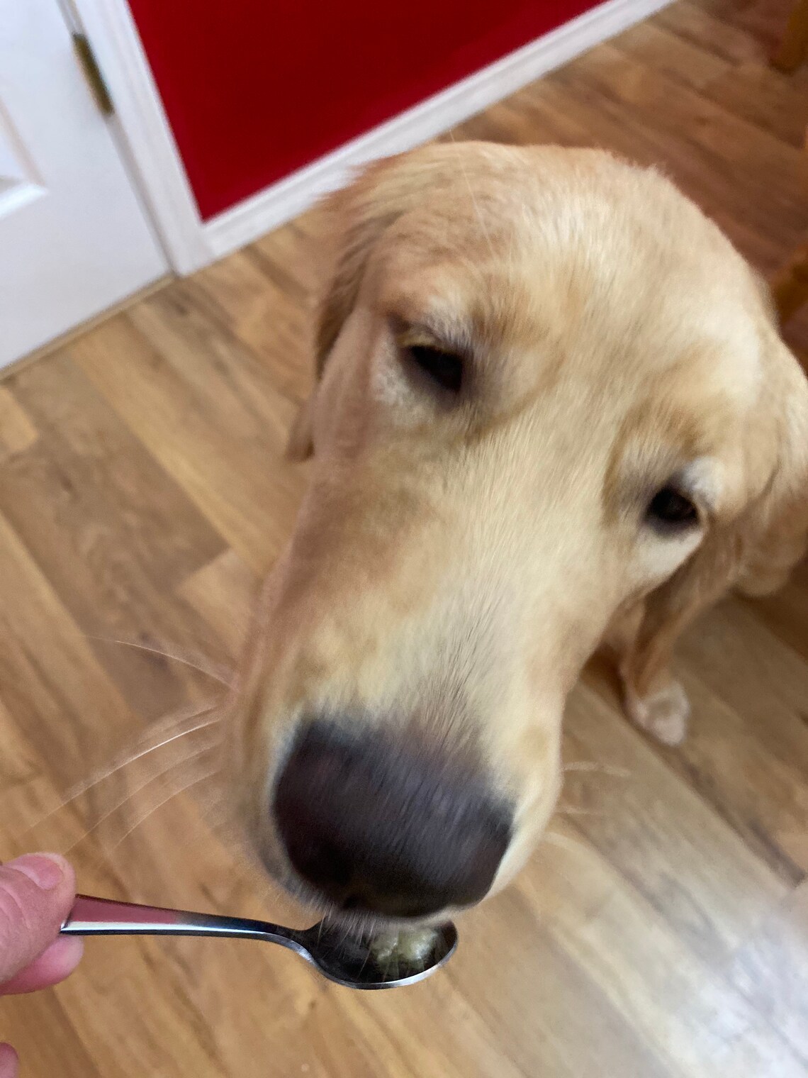 Two 2 pack medium beef marrow bones dog treat all natural Etsy