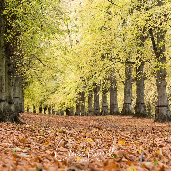 Avenue Limetree, Clumber Park, Nottinghamshire. Fiducie nationale. Photographie d'arbres. Photographie de forêt. L'automne.