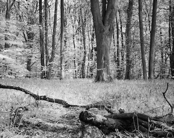 Spring Wood. Rufford Abbey Country Park, Nottinghamshire. Infrared Photography. Woodland Photography. Springtime. Black & White Photography.