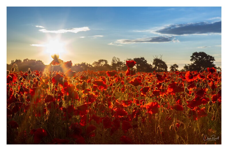 Poppy Field Sunrise. Lincolnshire Landscape Photography. | Etsy