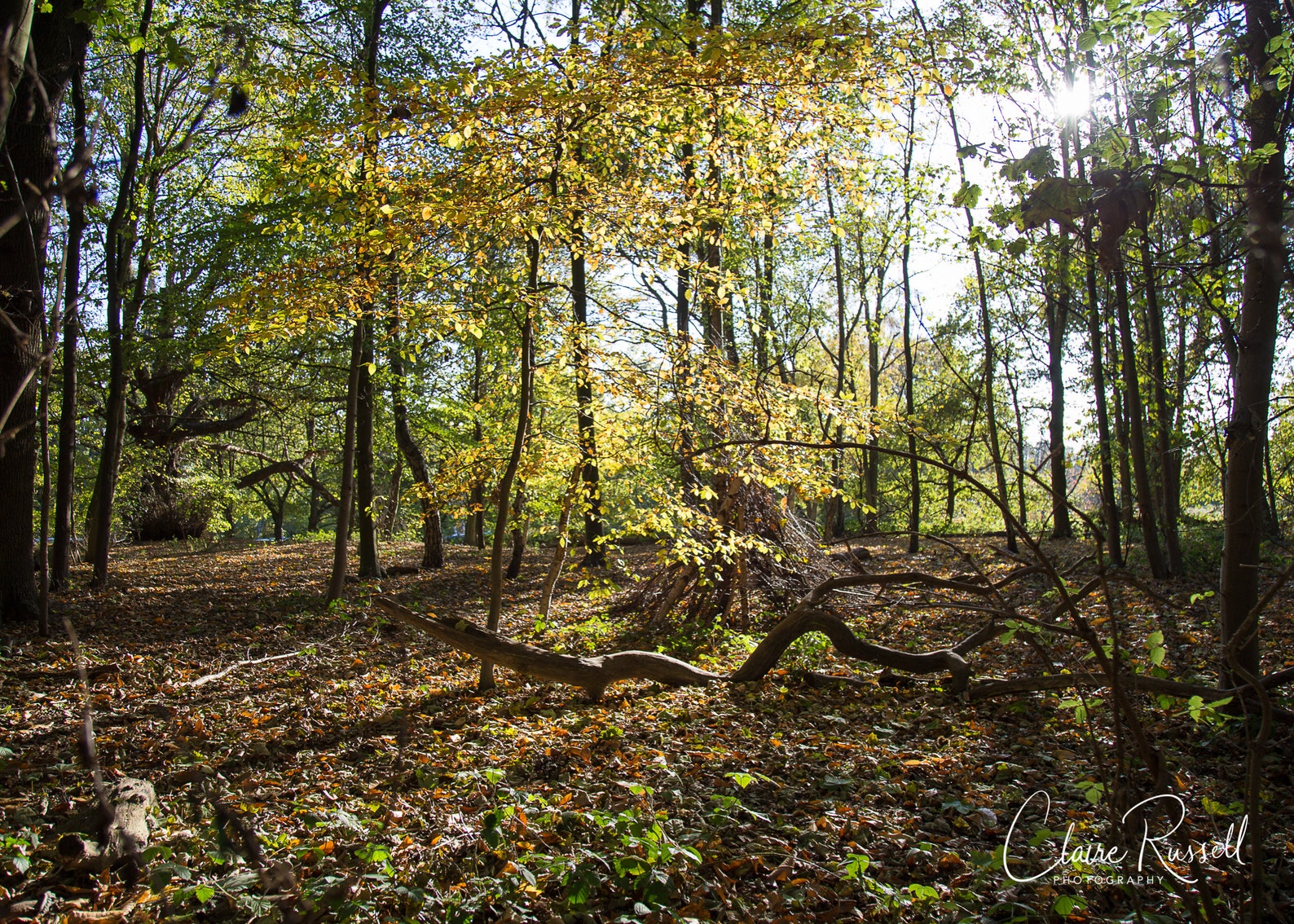 Woodland Den. Woodland Photography. Woodland Scenes. Autumn | Etsy