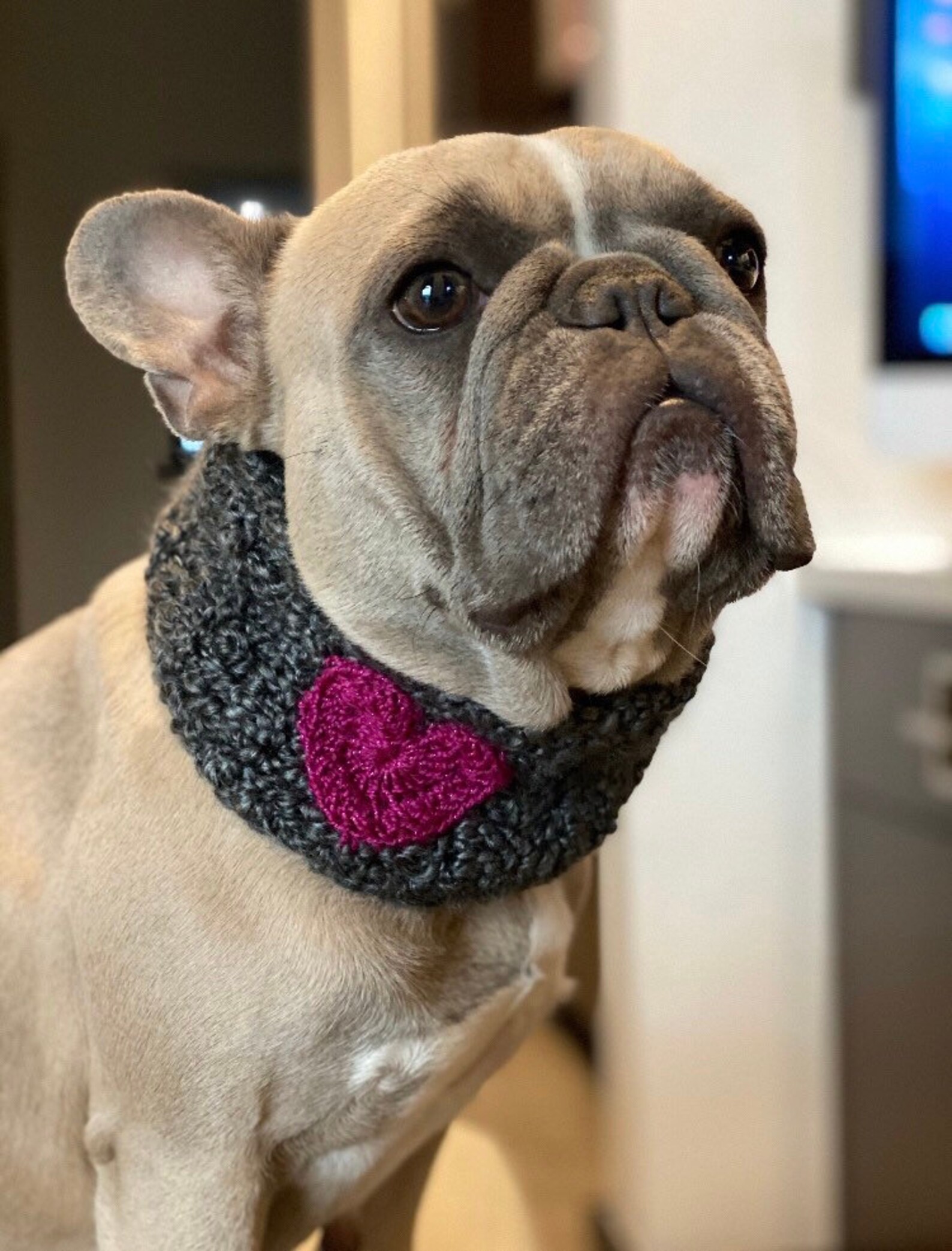 Dog Neckband/headband/snood Made to Your Measurements Etsy