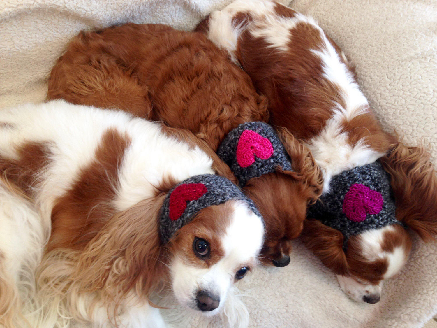 Dog Neckband/Headband/Snood- Made to your Measurements!