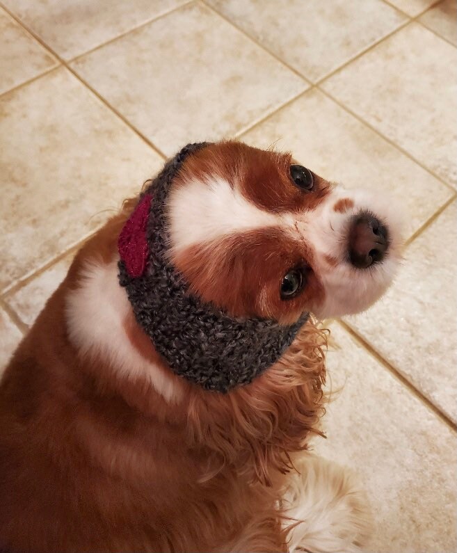 Dog Neckband/headband/snood Made to Your Measurements Etsy