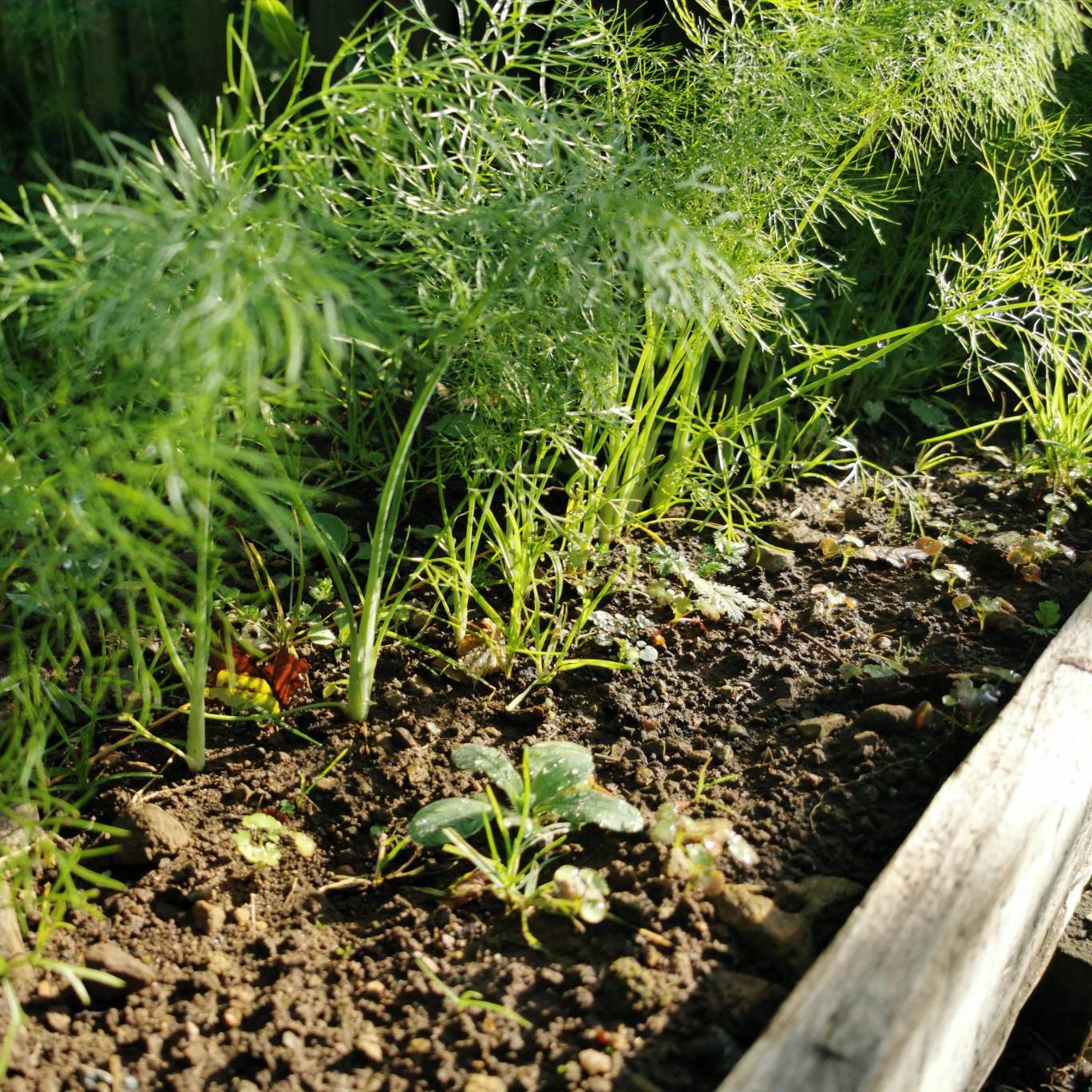 200 Organic Florence Fennel 'zefa Fino' Seeds in A Etsy UK