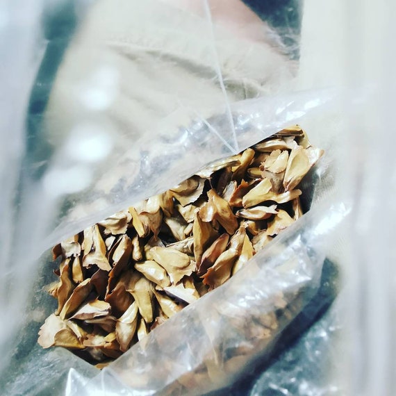 15 Christmas Tree Seeds in a Hand Stamped Seed Packet Etsy